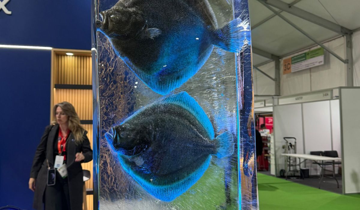 ULagos proyecta escalar producción de turbot y abrir mercados en Chile, Brasil y Estados Unidos
