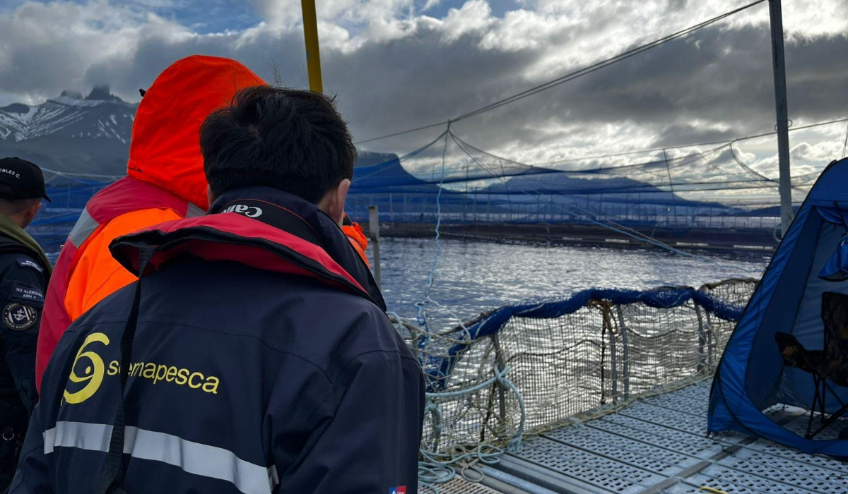 FAN en Magallanes: mortalidad de salmones aumenta a 642,5 toneladas en centros de Multi X